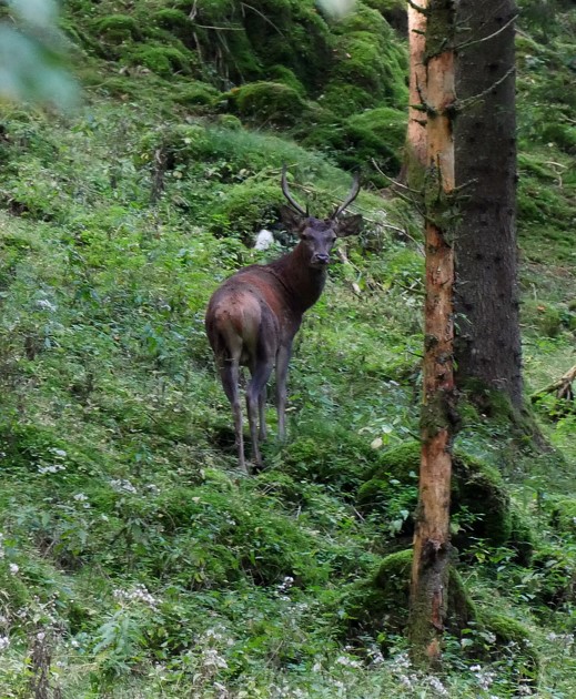 Bramito del cervo Cansiglio